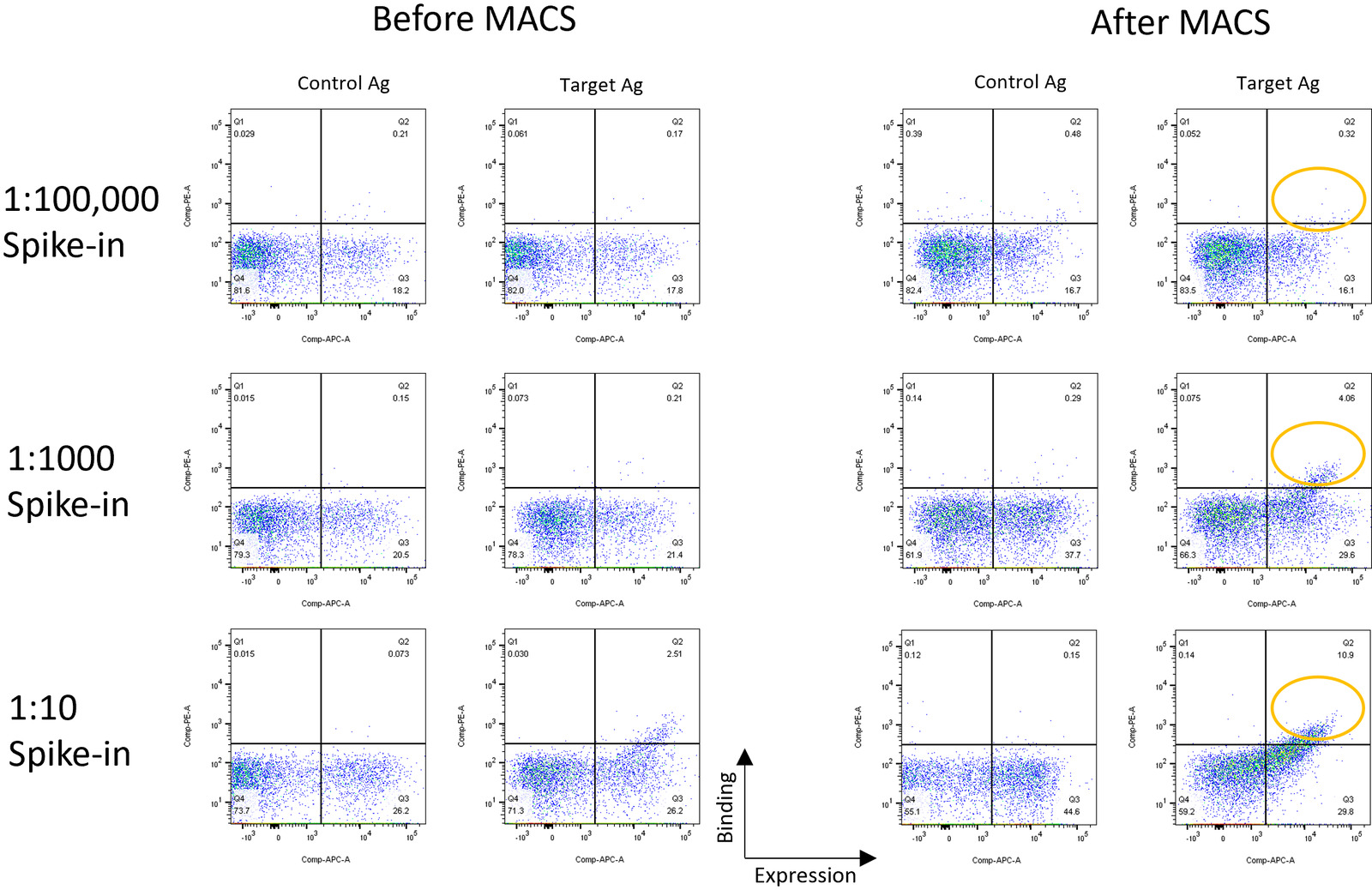 Flow cytometry plots comparing yeast display libraries before and after three rounds of MACS enrichment at three spike-in ratios.